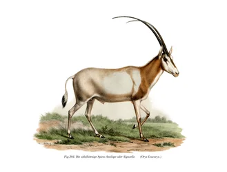 Arabisk Oryx, 1860